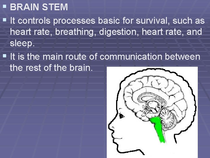 § BRAIN STEM § It controls processes basic for survival, such as heart rate,