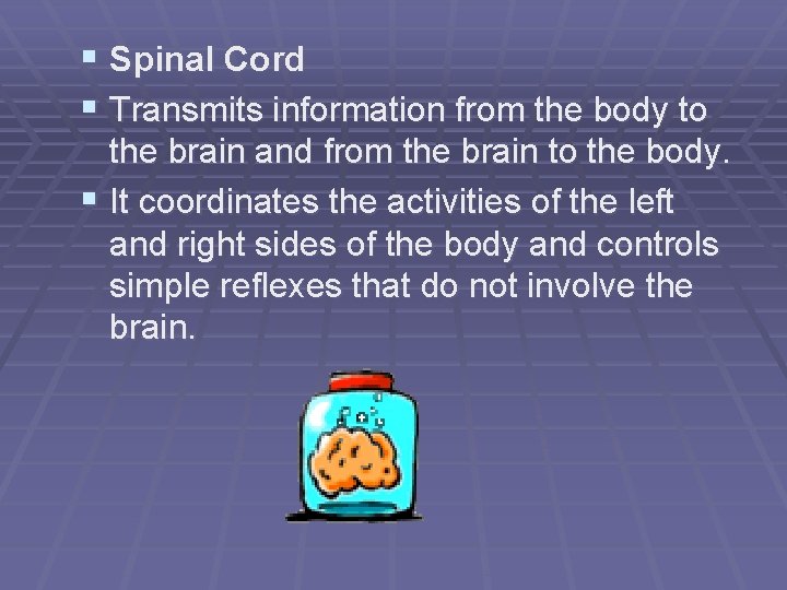 § Spinal Cord § Transmits information from the body to the brain and from