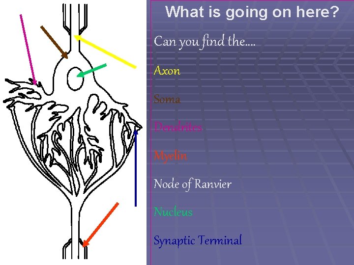 What is going on here? Can you find the…. Axon Soma Dendrites Myelin Node