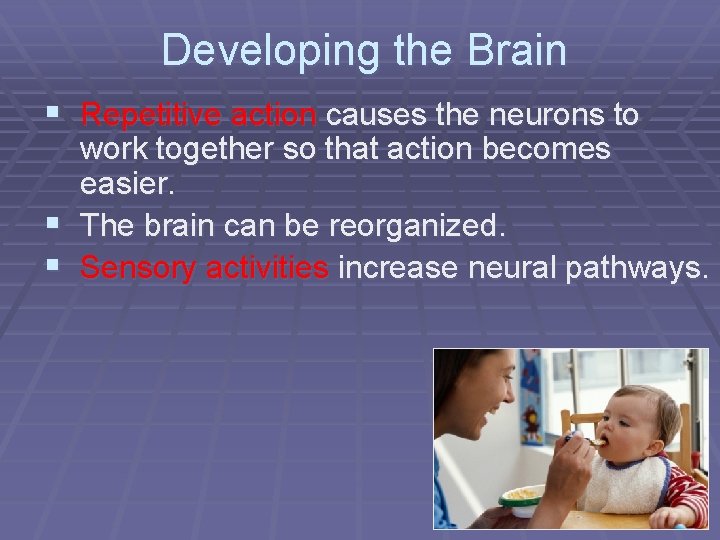 Developing the Brain § Repetitive action causes the neurons to work together so that