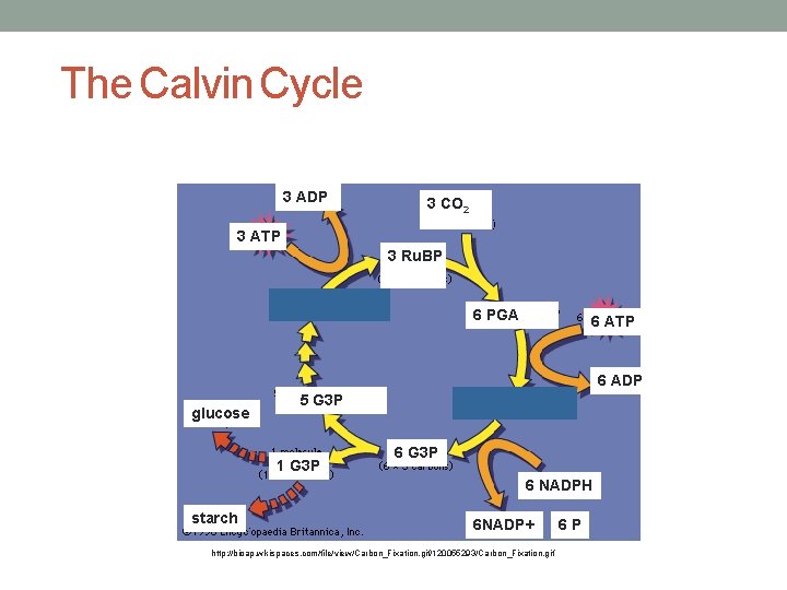 The Calvin Cycle 3 ADP 3 CO 2 3 ATP 3 Ru. BP 6