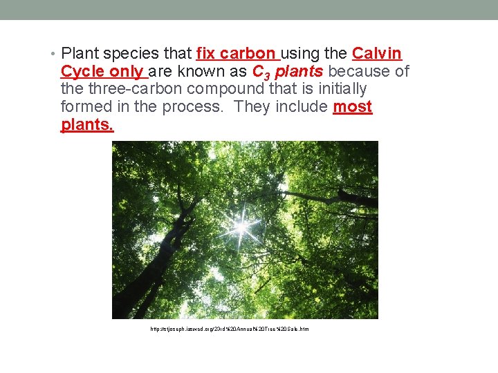  • Plant species that fix carbon using the Calvin Cycle only are known