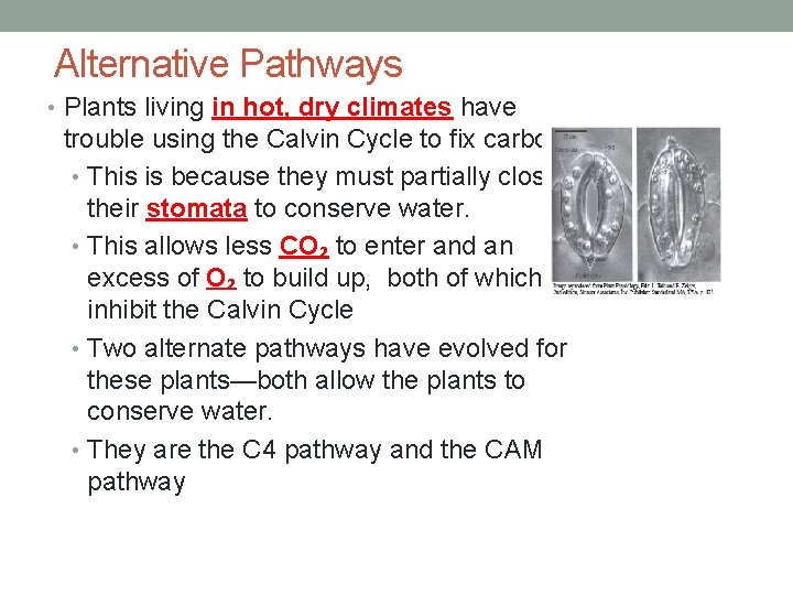 Alternative Pathways • Plants living in hot, dry climates have trouble using the Calvin