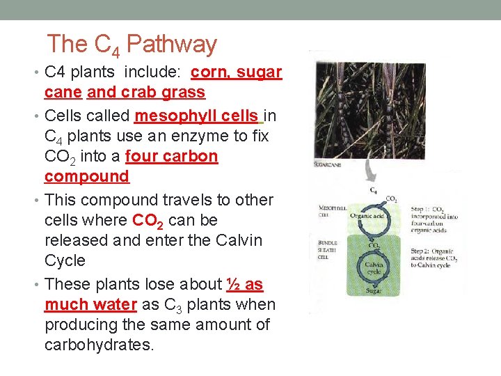 The C 4 Pathway • C 4 plants include: corn, sugar cane and crab