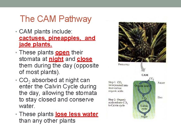 The CAM Pathway • CAM plants include: cactuses, pineapples, and jade plants. • These