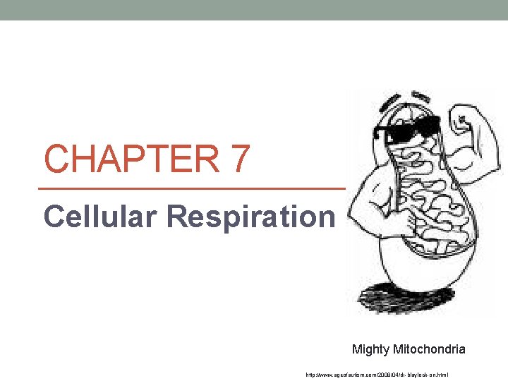CHAPTER 7 Cellular Respiration Mighty Mitochondria http: //www. ageofautism. com/2008/04/dr-blaylock-on. html 