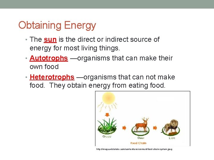 Obtaining Energy • The sun is the direct or indirect source of energy for