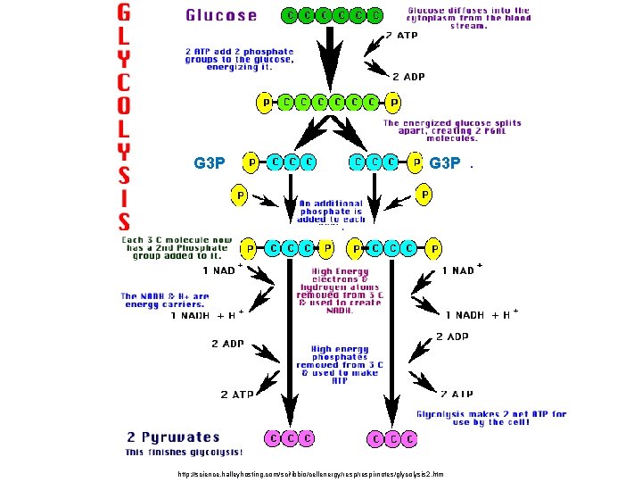  G 3 P http: //science. halleyhosting. com/sci/ibbio/cellenergy/respirnotes/glycolysis 2. htm 