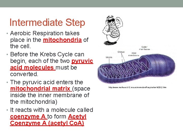 Intermediate Step • Aerobic Respiration takes place in the mitochondria of the cell. •