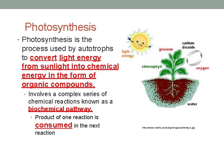 Photosynthesis • Photosynthesis is the process used by autotrophs to convert light energy from