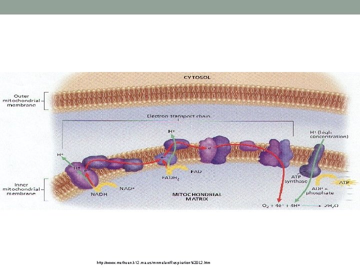 http: //www. methuen. k 12. ma. us/mnmelan/Respiration%20 L 2. htm 