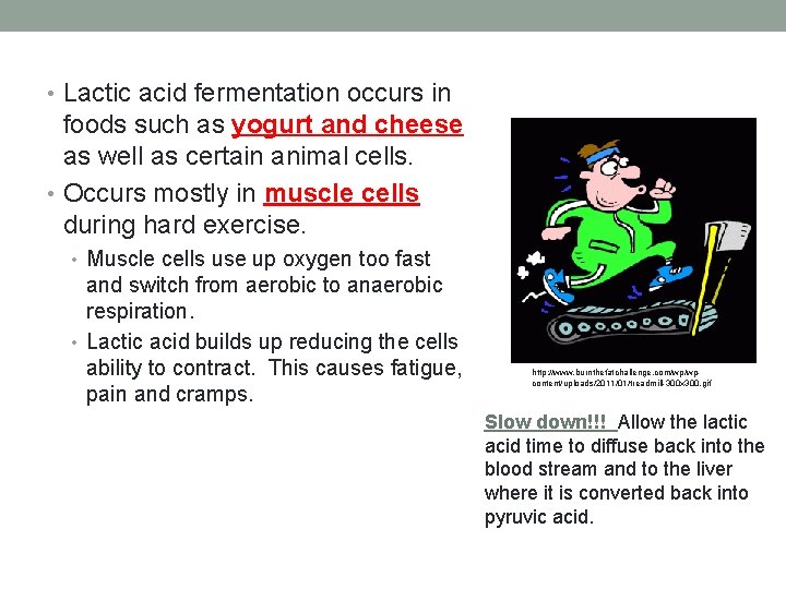  • Lactic acid fermentation occurs in foods such as yogurt and cheese as