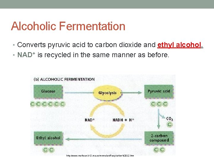 Alcoholic Fermentation • Converts pyruvic acid to carbon dioxide and ethyl alcohol. • NAD+