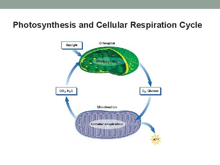 Photosynthesis and Cellular Respiration Cycle 