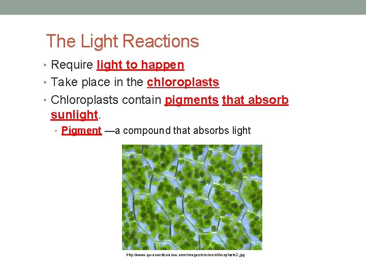 The Light Reactions • Require light to happen • Take place in the chloroplasts