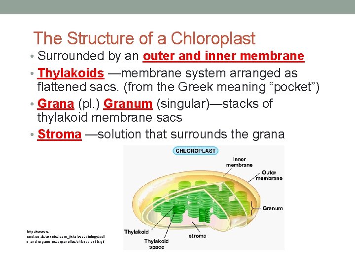 The Structure of a Chloroplast • Surrounded by an outer and inner membrane •