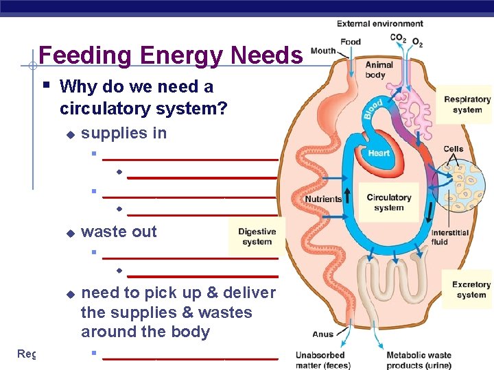 Feeding Energy Needs § Why do we need a circulatory system? u supplies in