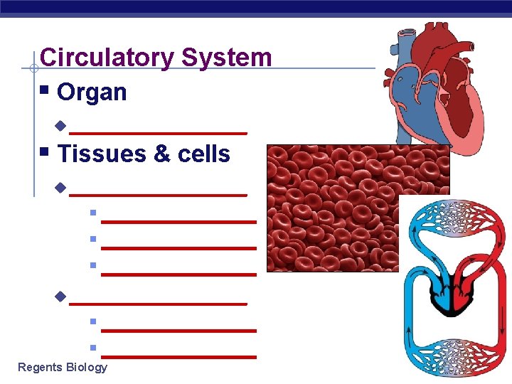 Circulatory System § Organ u _______ § Tissues & cells u ______________ § _______