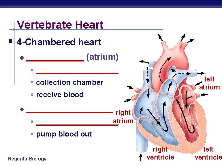 Vertebrate Heart § 4 -Chambered heart u ______ (atrium) § __________ left atrium §
