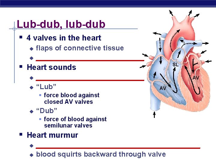 Lub-dub, lub-dub § 4 valves in the heart u u flaps of connective tissue