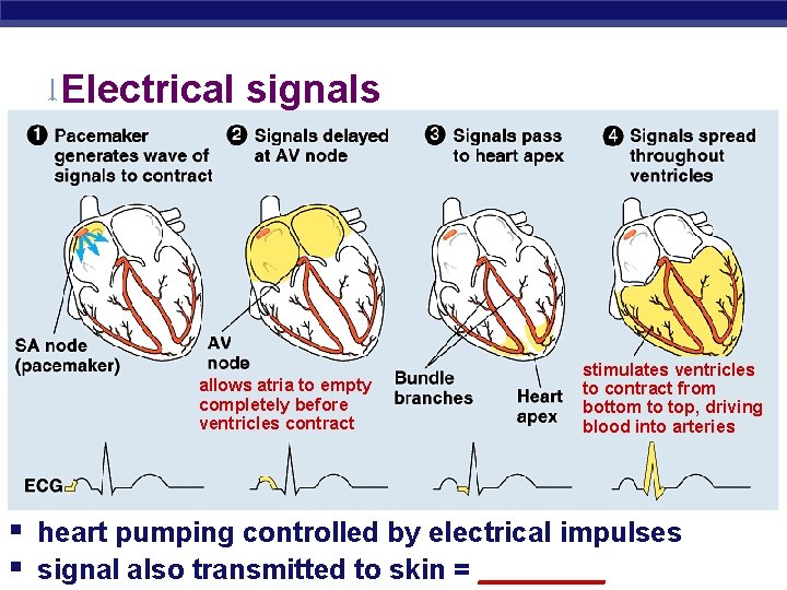 Electrical signals allows atria to empty completely before ventricles contract stimulates ventricles to contract