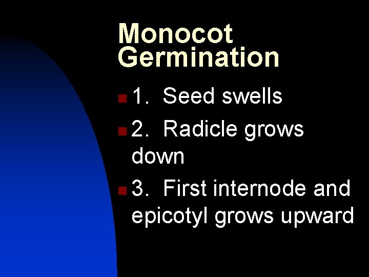 Monocot Germination 1. Seed swells n 2. Radicle grows down n 3. First internode