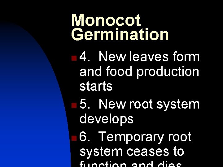 Monocot Germination 4. New leaves form and food production starts n 5. New root