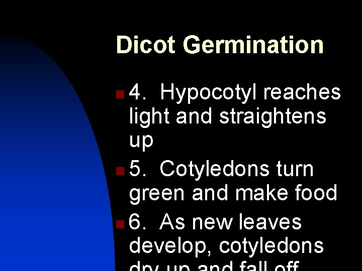 Dicot Germination 4. Hypocotyl reaches light and straightens up n 5. Cotyledons turn green