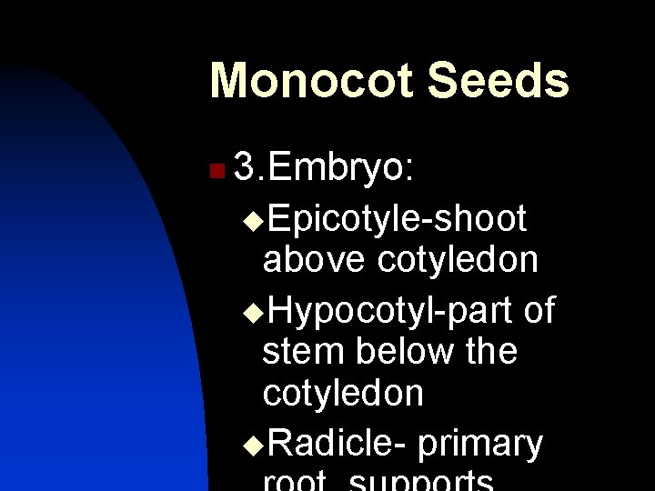 Monocot Seeds n 3. Embryo: u. Epicotyle-shoot above cotyledon u. Hypocotyl-part of stem below