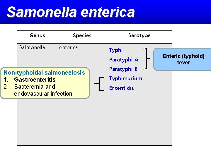 Samonella enterica Genus Salmonella Species enterica Serotype Typhi Paratyphi A Non-typhoidal salmoneelosis 1. Gastroenteritis