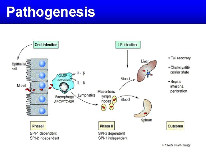 Pathogenesis 