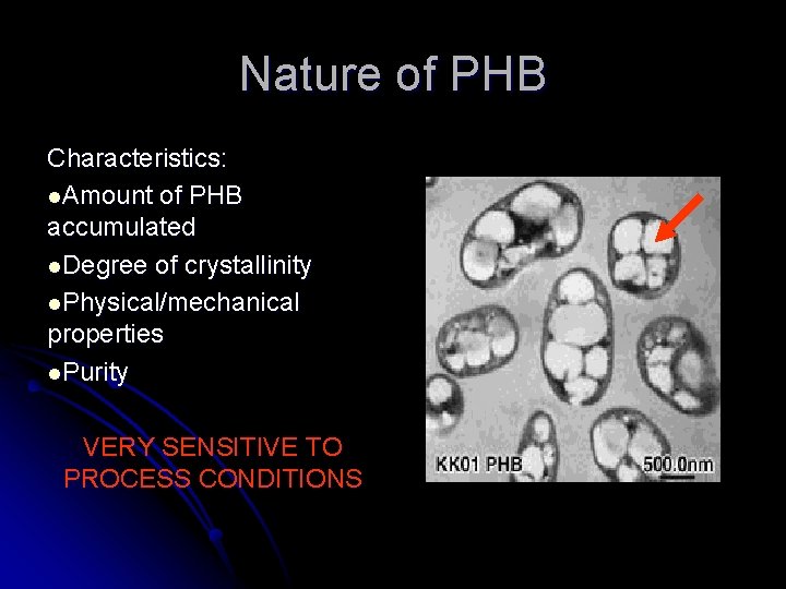 Nature of PHB Characteristics: l. Amount of PHB accumulated l. Degree of crystallinity l.