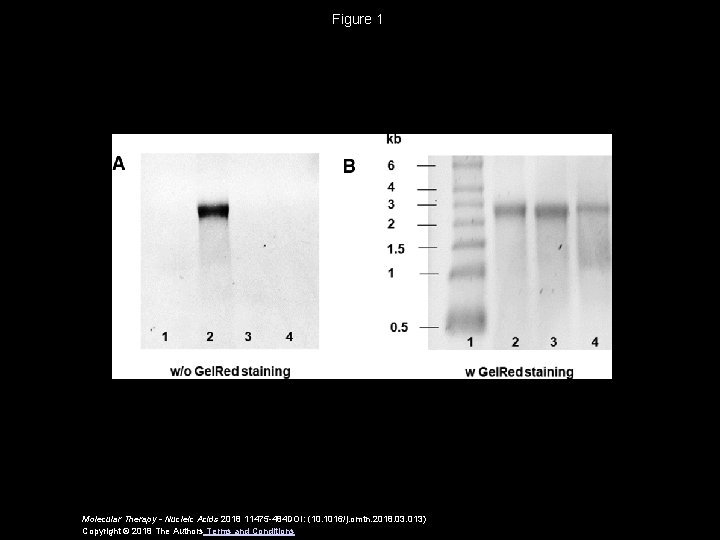 Figure 1 Molecular Therapy - Nucleic Acids 2018 11475 -484 DOI: (10. 1016/j. omtn.