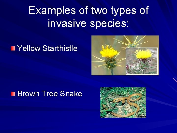 Examples of two types of invasive species: Yellow Starthistle Brown Tree Snake 
