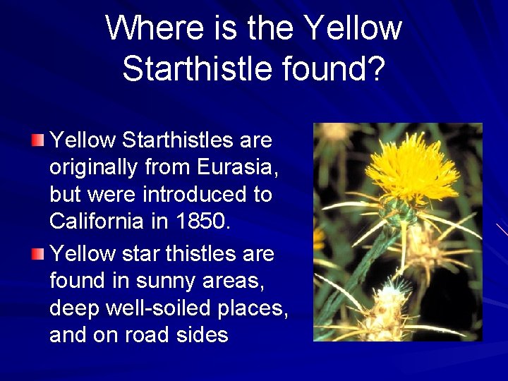 Where is the Yellow Starthistle found? Yellow Starthistles are originally from Eurasia, but were