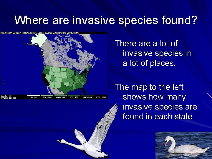 Where are invasive species found? There a lot of invasive species in a lot