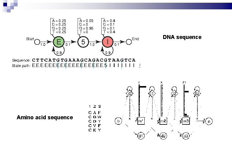 DNA sequence Amino acid sequence 