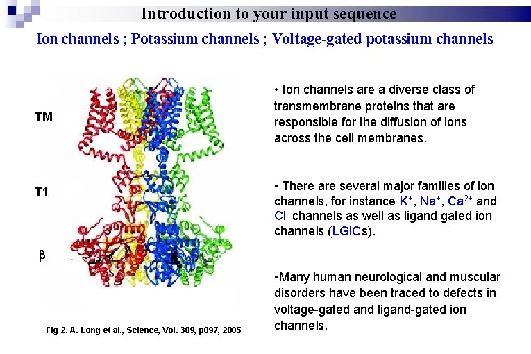 Introduction to your input sequence Ion channels ; Potassium channels ; Voltage-gated potassium channels