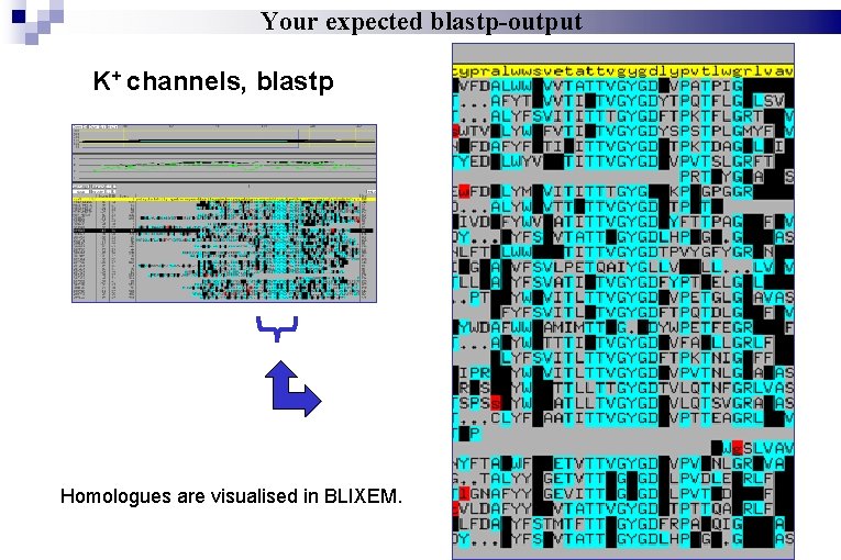 Your expected blastp-output K+ channels, blastp Homologues are visualised in BLIXEM. 