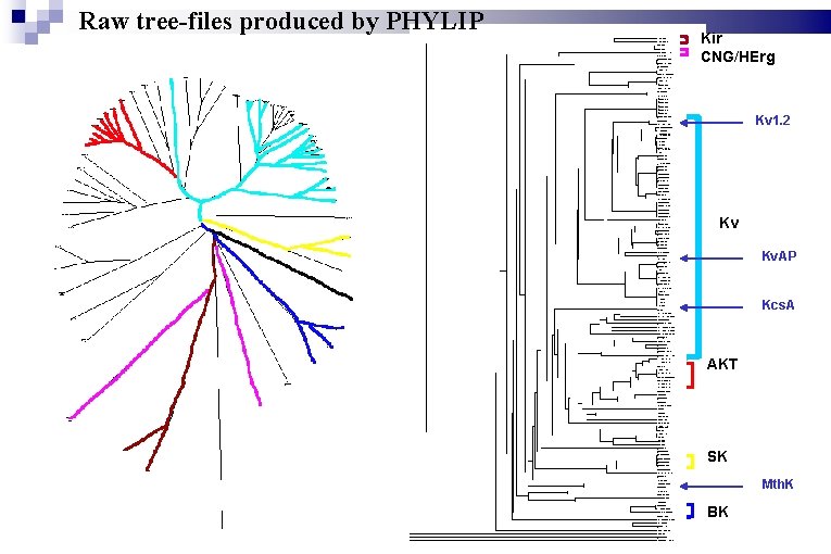 Raw tree-files produced by PHYLIP Kir CNG/HErg Kv 1. 2 Kv Kv. AP Kcs.