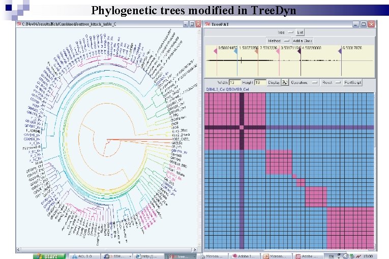 Phylogenetic trees modified in Tree. Dyn 