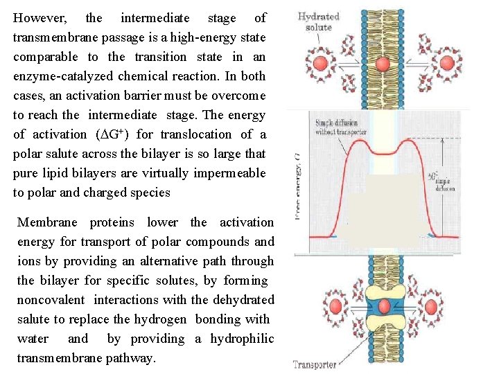 However, the intermediate stage of transmembrane passage is a high energy state comparable to