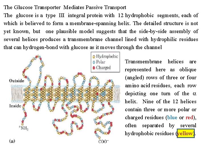 The Glucose Transporter Mediates Passive Transport The glucose is a type III integral protein