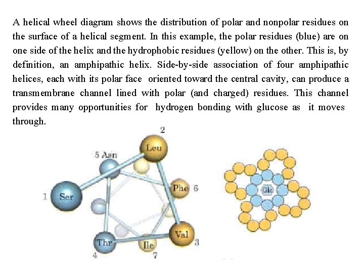 A helical wheel diagram shows the distribution of polar and nonpolar residues on the