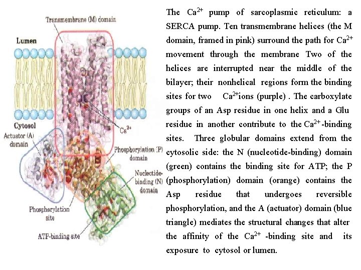 The Ca 2+ pump of sarcoplasmic reticulum: a SERCA pump. Ten transmembrane helices (the