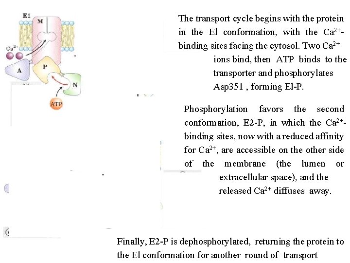 The transport cycle begins with the protein in the El conformation, with the Ca