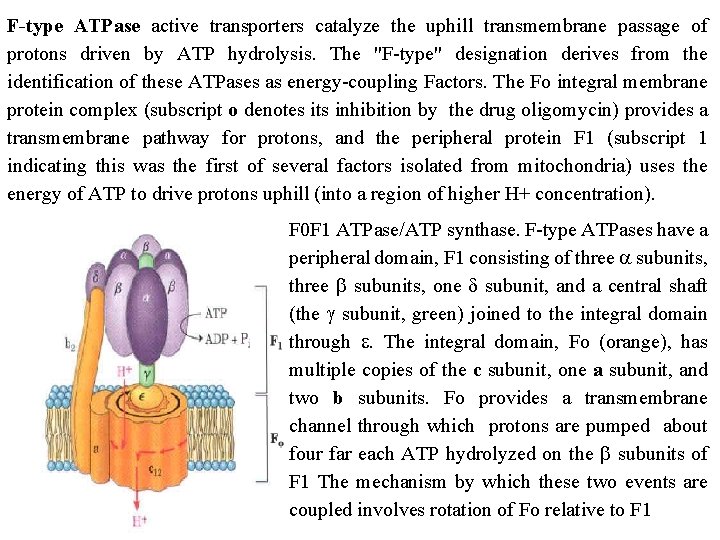 F type ATPase active transporters catalyze the uphill transmembrane passage of protons driven by