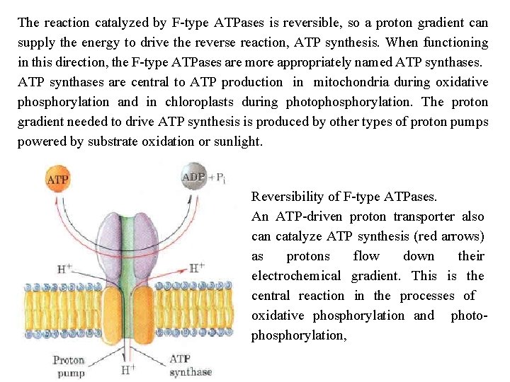 The reaction catalyzed by F type ATPases is reversible, so a proton gradient can