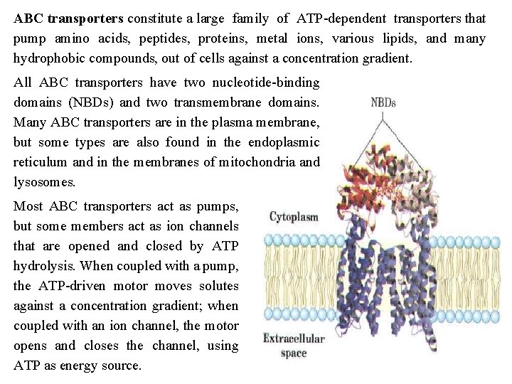 ABC transporters constitute a large family of ATP dependent transporters that pump amino acids,