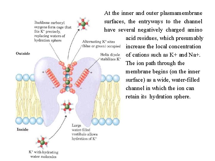 At the inner and outer plasmamembrane surfaces, the entryways to the channel have several